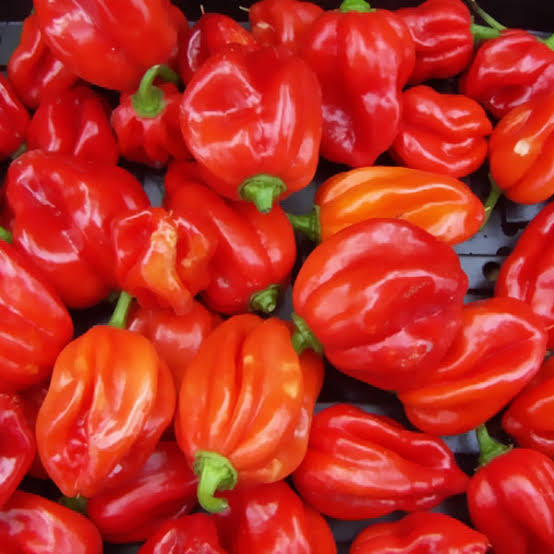 Scotch Bonnet